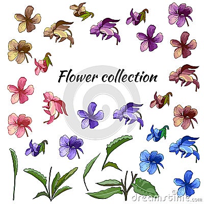 Set of flowers of different colors on a white background. Violets. Vector Illustration